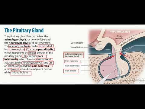 Hypothalamus Pituitary integration 3