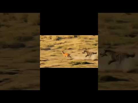 #wildlife #animalattack #animals