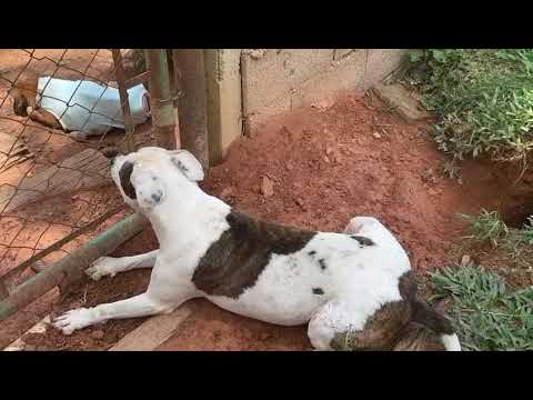 Vídeo de Theo 