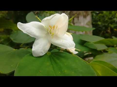 Koboneela ( Bauhinia variegata)