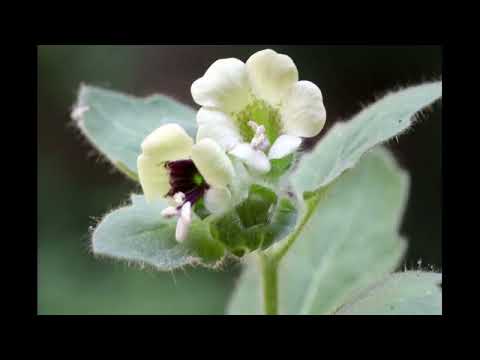 06 5 6 Hexenmedizin Bilsenkraut, das eigentliche Pharmakon der Hexen   Akonit als Heilmittel Marina