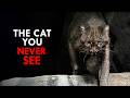 The Rarest Animals on Earth DEFAULT Thumbnail