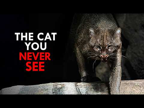 The Rarest Animals on Earth