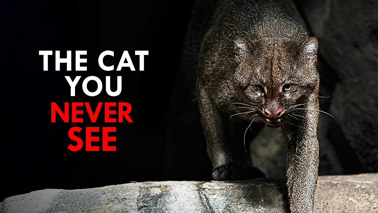 The Rarest Animals on Earth