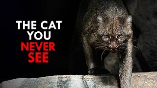 The Rarest Animals on Earth MQDEFAULT Thumbnail