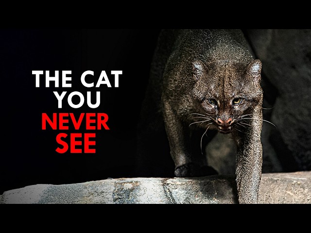 The Rarest Animals on Earth SDDEFAULT Thumbnail