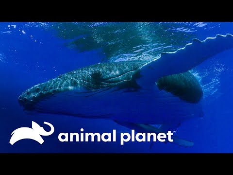 La tierna razón por la que cantan las ballenas bajo el mar | Los Secretos del Mundo Animal