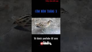 Download lagu tiếng cúm núm tháng 3 mp3 Download lagu tiếng cúm núm tháng 3 mp3