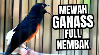 Download lagu MURAI BATU GACOR FULL ISIAN TEMBAKAN KASAR KRETEKAN GANAS AMPUH MEMANCING EMOSI MURAI BATU mp3