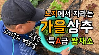 노지에서 키우는 가을 씸채소 / 무농약 친환경으로 재배 / 청상추 적상추 적생채 / 특A급 품질의 쌈채소 수…