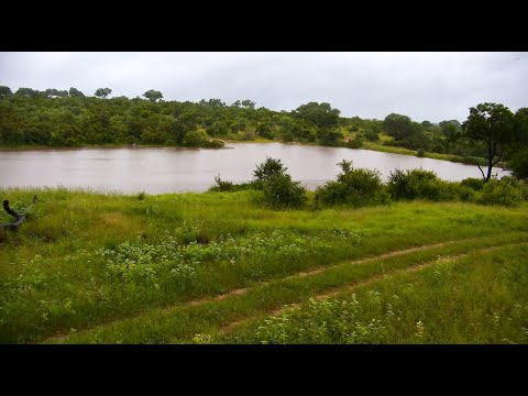 Dam at Djuma Cam is full and outlet is flowing while it continues to rain 1/13/26
