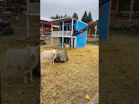 Goatel6 #shorts #viralvideo #farmlife #goat #nature #wildlife #discovery