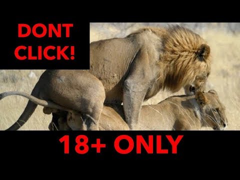 Animal sexy video fuking Mp4 3GP Video & Mp3 Download unlimited Videos Download Animal sexy video fuking Mp4 3GP Video & Mp3 Download unlimited Videos Download