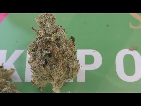 Royal Queen Seeds video