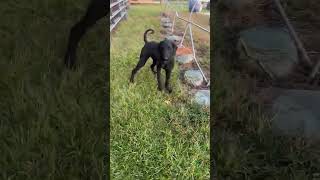 Video preview image #1 Mutt Puppy For Sale in Royal Palm Beach, FL, USA