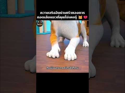 ความจริงอันน่าเศร้าของการถอดเล็บแมวที่คุณไม่เคยรู้ 😿💔