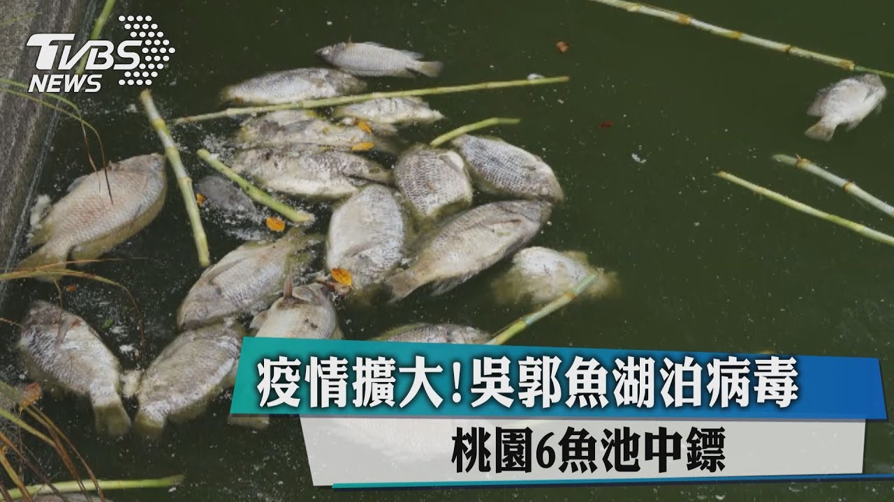 疫情擴大！吳郭魚湖泊病毒　桃園6魚池中鏢