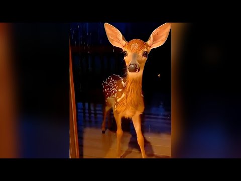 生死一線！她看見小鹿與熊遭狼群追捕，竟奮不顧身下車，隻身驅逐猛獸，只為救回脆弱生命！