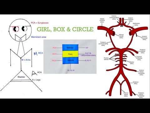Brainstem & Cortical Strokes | Mnemonic & Tricks | USMLE | NEETPG