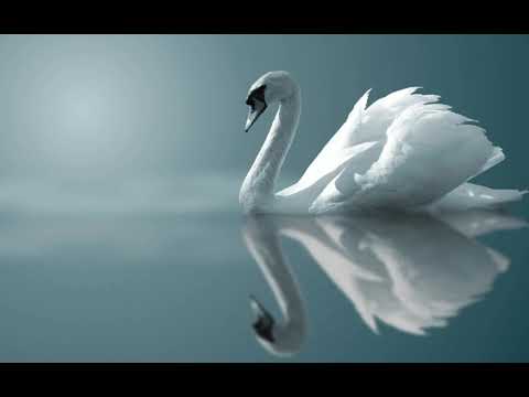 Swagata Dutta Whiskey Lul...