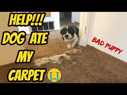 YouTube video about: How to fix carpet dog tore up?