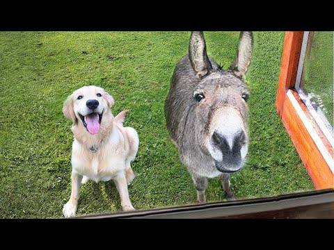 When Your Pet Brings Home a Friend 🐕Funny Dog Videos!