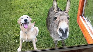 When Your Dog Comes Home SO Proud of His New Best Friend 🐕