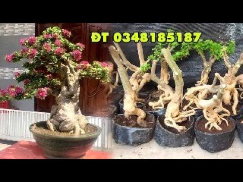 PHOI HOA GIAY BON SAI GIA SIEU RE    ZALO0348185187