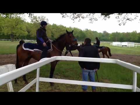 Grand Steeple 2013 - Séance obstacle pour MID DANCER - le 16 mai 2013