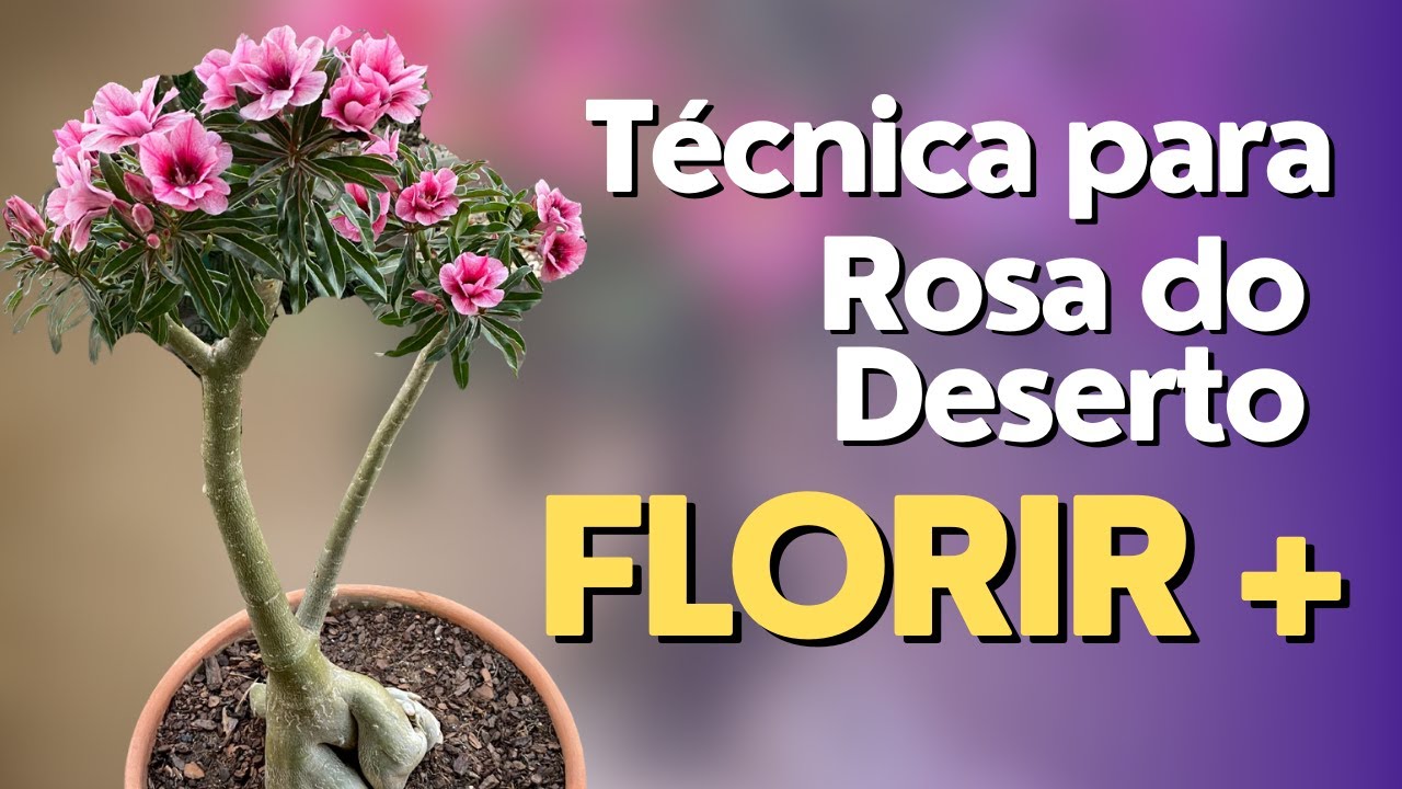 Técnica simples para Rosa do Deserto FLORIR MAIS!