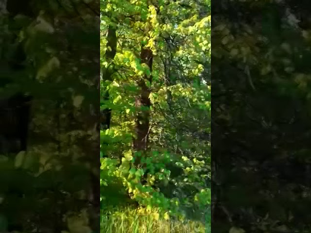 Такой весенний лес. Лаишево, Старая Пристань