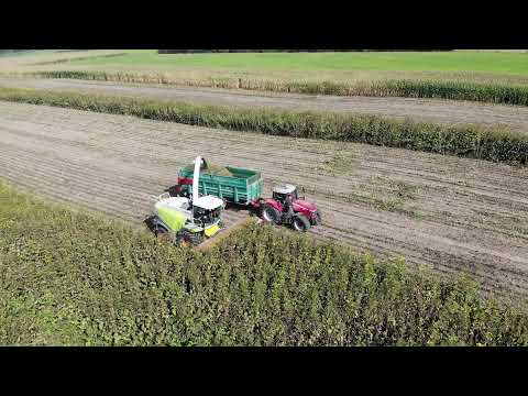 DOMINONI MPD 612 SILPHIUM (2)