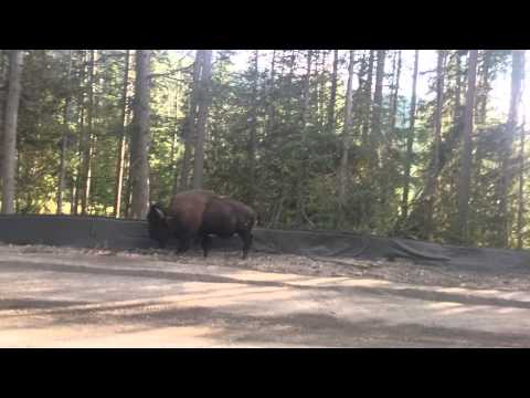 Polowanie na bizony cz. 3