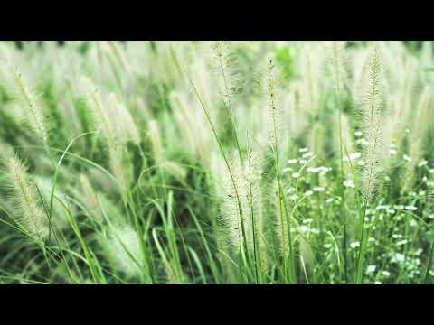 잔잔한 가을바람과 함께하는 복숭아 놀이