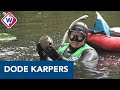 Zorgt de Amerikaanse rivierkreeft voor massale vissterfte in Leiden? - OMROEP WEST