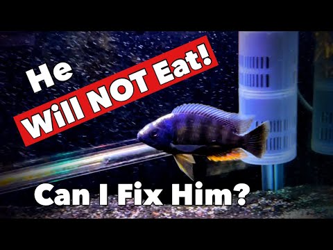 My 3 Tips for a Fish REFUSING to Eat [Don’t Let them Waste Away and Die] Instead Do This!