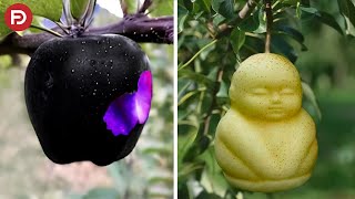 Download lagu Fruit Worth Hundreds of Millions. Here Are the 12 Most Expensive Fruits in the World mp3
