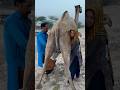 Camels Milk Desert Village Life Morning Routine India Viral