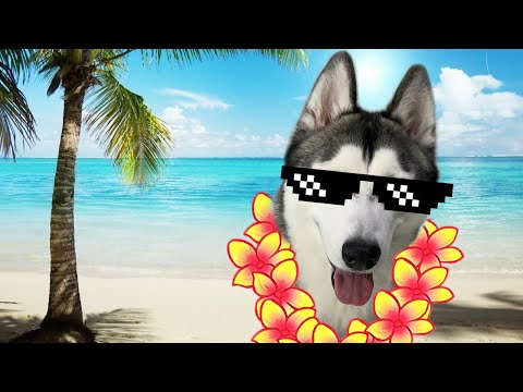 What To Do With Your Dog When Going On Vacation?