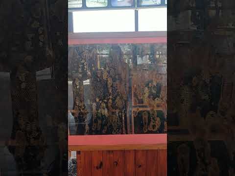 Colmenas ● Visitando el Laberinto en Los COCOS  ● Córdoba