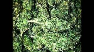 Dopefight - 13 - Untitled Acoustic