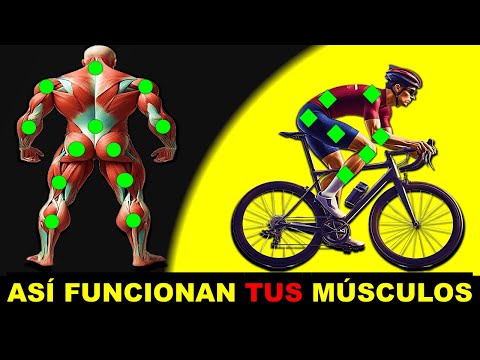 The muscles you use when cycling | Health and Cycling
