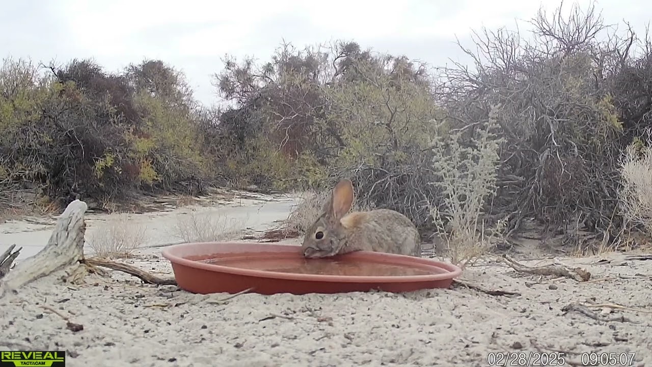 S3E14: Sleepyhead coyote relaxes in the shade on a warm morning before stretching out and moving on