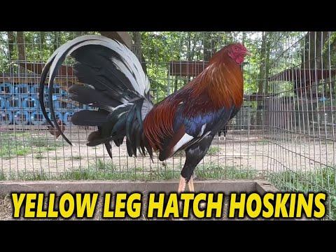 ALABAMA !! Yellow Leg Hatch Hoskins Slick Lizard Farm
