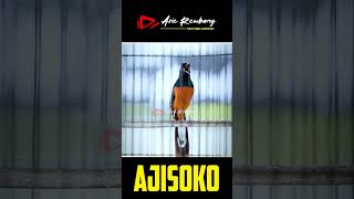 Download lagu Pastol fighter materi tajem mp3 Download lagu Pastol fighter materi tajem mp3