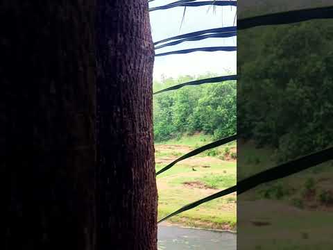 Nature ❤️@PiPWorld by Bhuvana #nature #music #naturelovers #naturephotography #peace #savenature