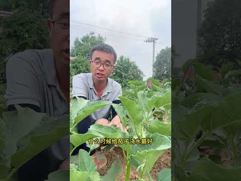 茄子怎麼正確澆水，茄子才能生長旺盛，結果多落果少？#種菜 #種植小技巧 #種菜小技巧 #陽臺種菜 #