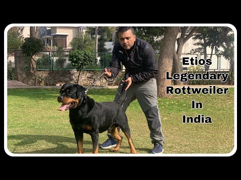 Etios The Rottweiler | Legendary Dog Of India Series | Dark Secret Of Breeding Industry | Scoobers