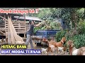 NEKAT ️Pinjam Uang Di Bank Untuk Modal Ternak Kambing