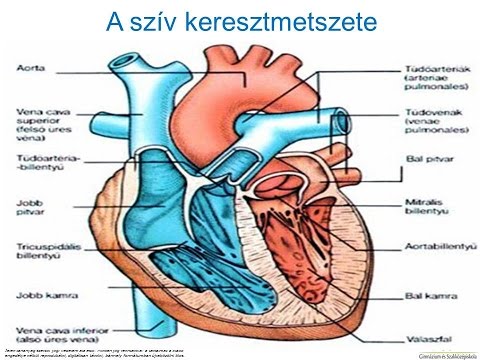 1 fokú magas vérnyomás diagnosztizálásakor